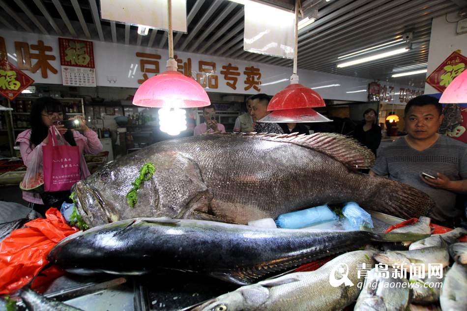 高清:青岛渔民捕305斤巨型石斑鱼