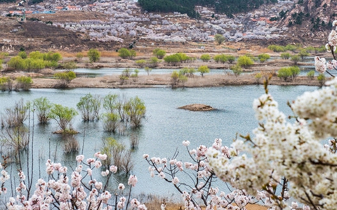 春花如雪 杨柳吐绿，崂山水库风景如画