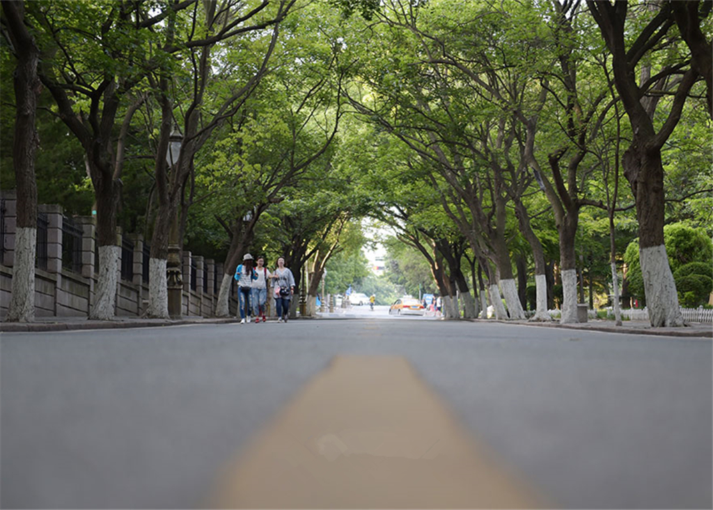 老城区10条特色林荫路各具气质