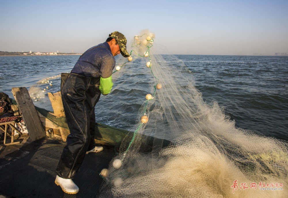实拍胶州湾小围网捕鱼 记录渔民的勤劳与智慧