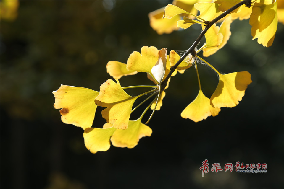 银杏叶也会卖萌!这组超Q的表情包你一定要收下! 银杏叶也会卖萌!这组超Q的表情包你一定要收下!