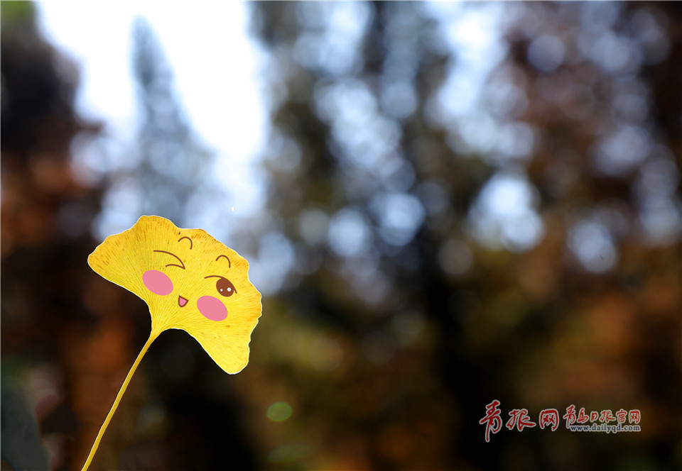 银杏叶也会卖萌!这组超Q的表情包你一定要收下! 银杏叶也会卖萌!这组超Q的表情包你一定要收下!