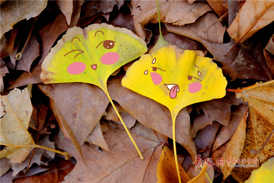 银杏叶也会卖萌!这组超Q的表情包你一定要收下! 银杏叶也会卖萌!这组超Q的表情包你一定要收下!