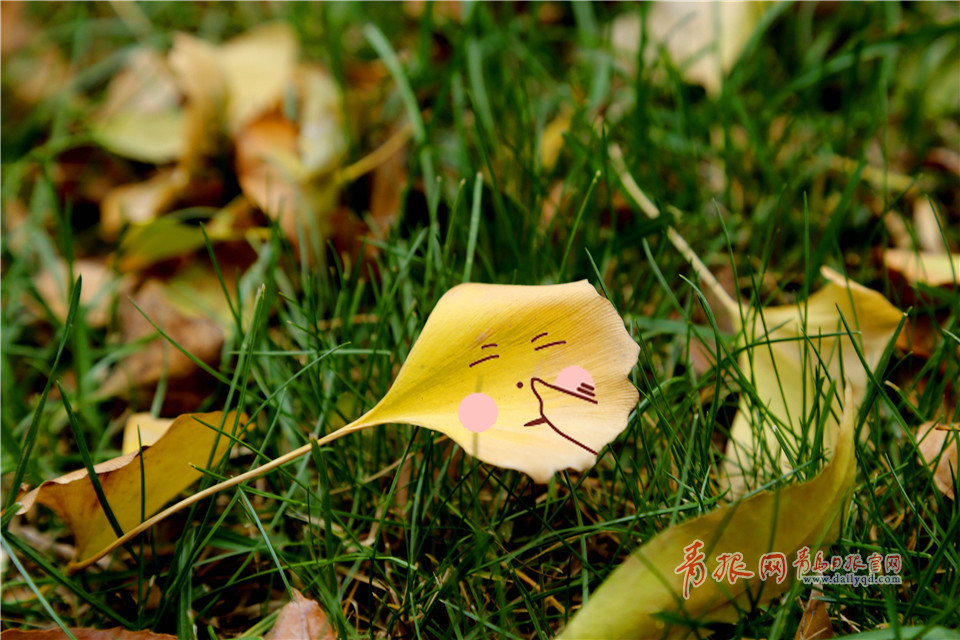 银杏叶也会卖萌!这组超Q的表情包你一定要收下! 银杏叶也会卖萌!这组超Q的表情包你一定要收下!