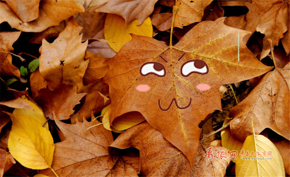 银杏叶也会卖萌!这组超Q的表情包你一定要收下! 银杏叶也会卖萌!这组超Q的表情包你一定要收下!