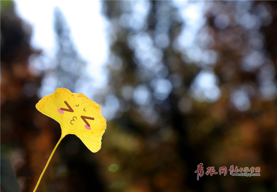 银杏叶也会卖萌!这组超Q的表情包你一定要收下! 银杏叶也会卖萌!这组超Q的表情包你一定要收下!