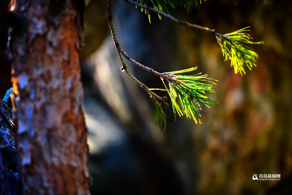 二月去华严寺祈福 古刹春日有大美