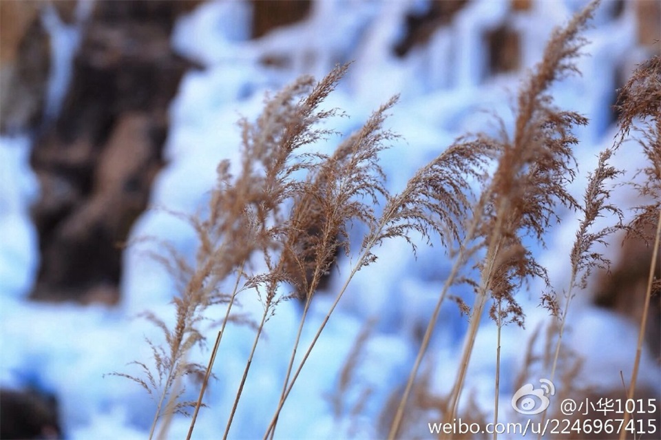 实拍北九水冰瀑 落花定格在最奔放的时刻