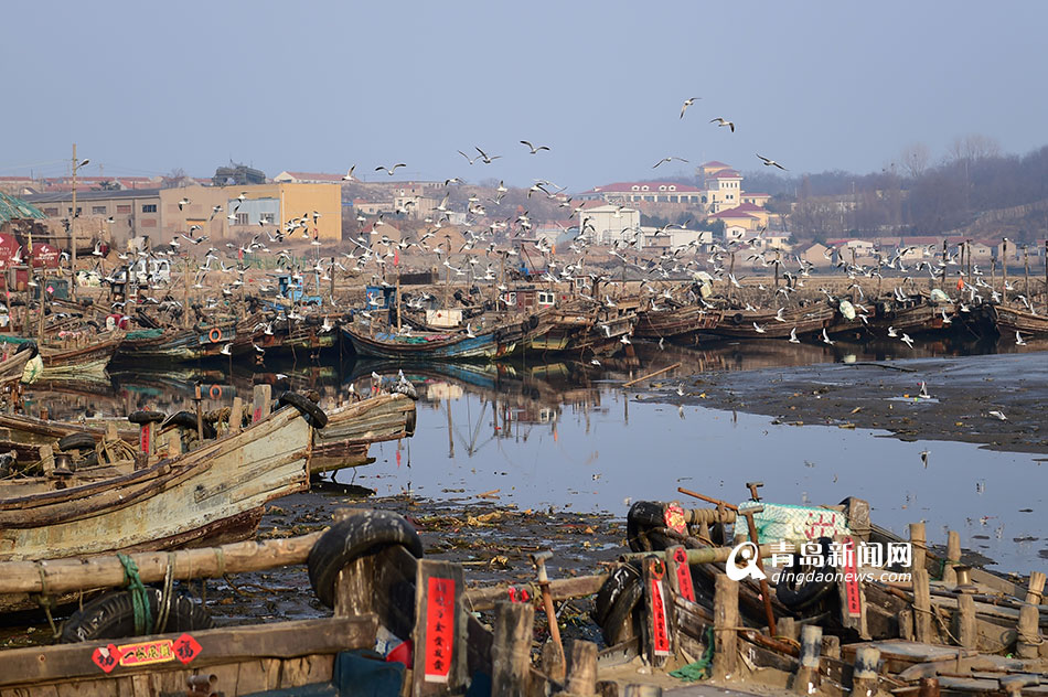 渔码头被海鸥霸占 千鸥齐飞场景壮观