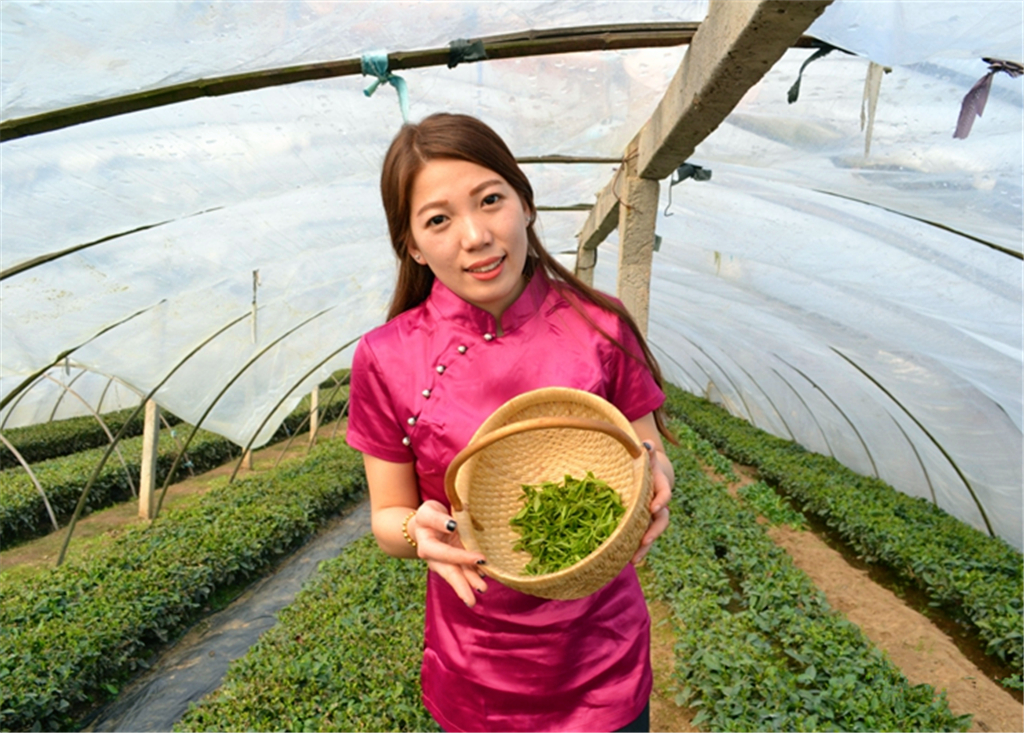 头茬崂山茶开始采摘