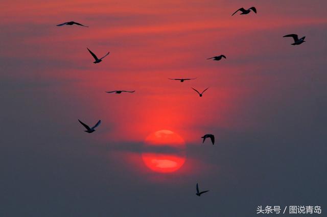胶州湾成候鸟天堂 鸥鹭迁徙绘就春日美景