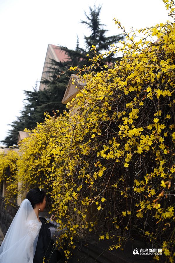 浙江路迎春花盛开 教堂广场新人扎堆拍照