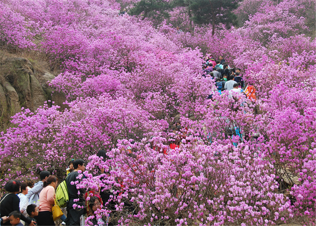 黄岛杜鹃花会4月1日开幕 八大主题活动精彩助阵