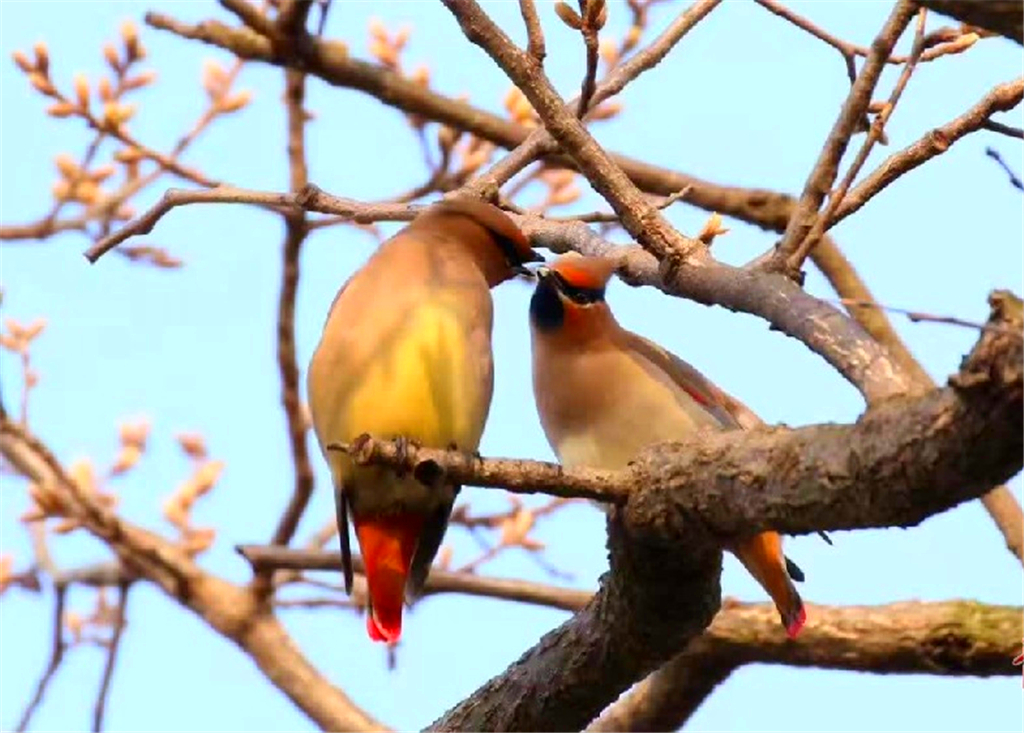 八大关成鸟类天堂 太平鸟枝头大秀恩爱