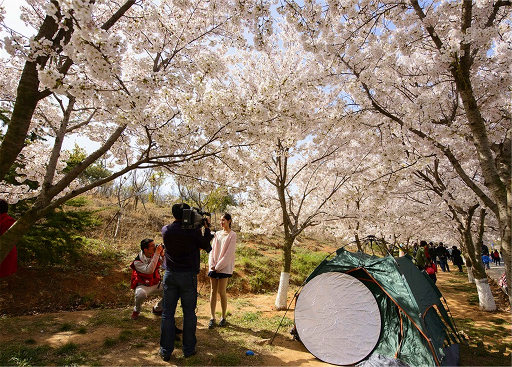 中国海洋大学开启最美樱花季