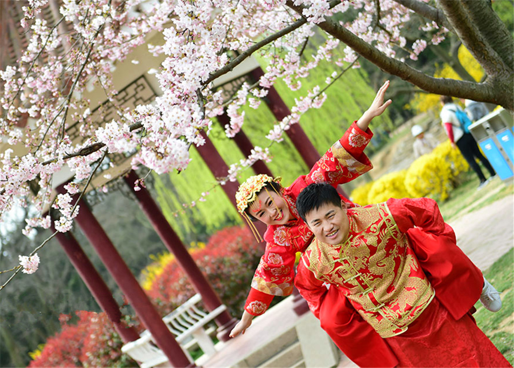 花面交相映 八大关樱花盛放新人拍照忙