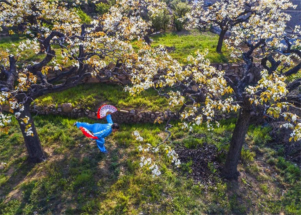 组图：春意融融香雪海 实拍崂山大河东村梨园