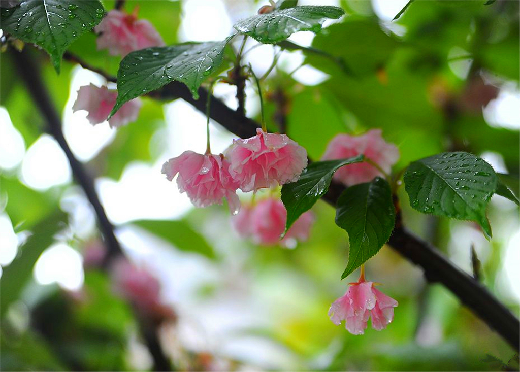 连绵降水打湿了青岛 花季春雨贵如油