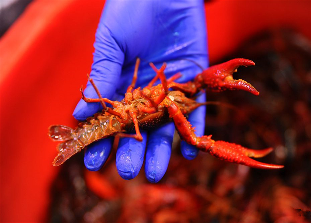 市场上鲜活小龙虾热卖 每斤28元尝鲜喽