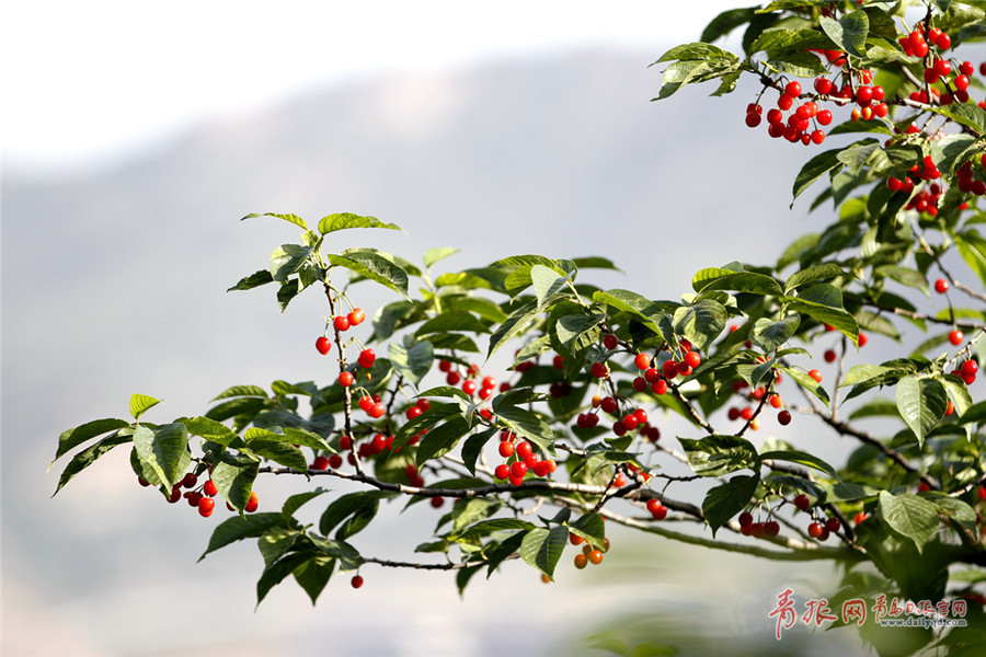 崂山北宅：洽恰举头千万颗 最是五月樱桃红