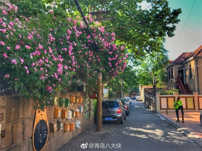速来拍美照！青岛蔷薇颜值爆表错过再等一年