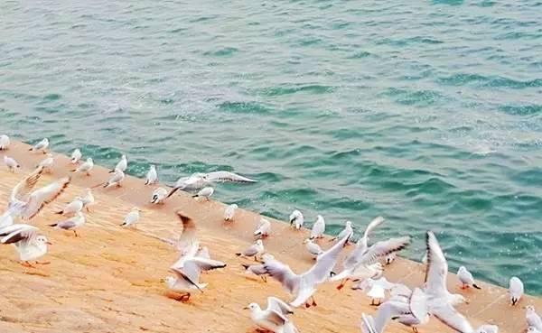 青岛这4个干净不拥挤的沙滩！好看度甩“第X海水浴场”N条街！