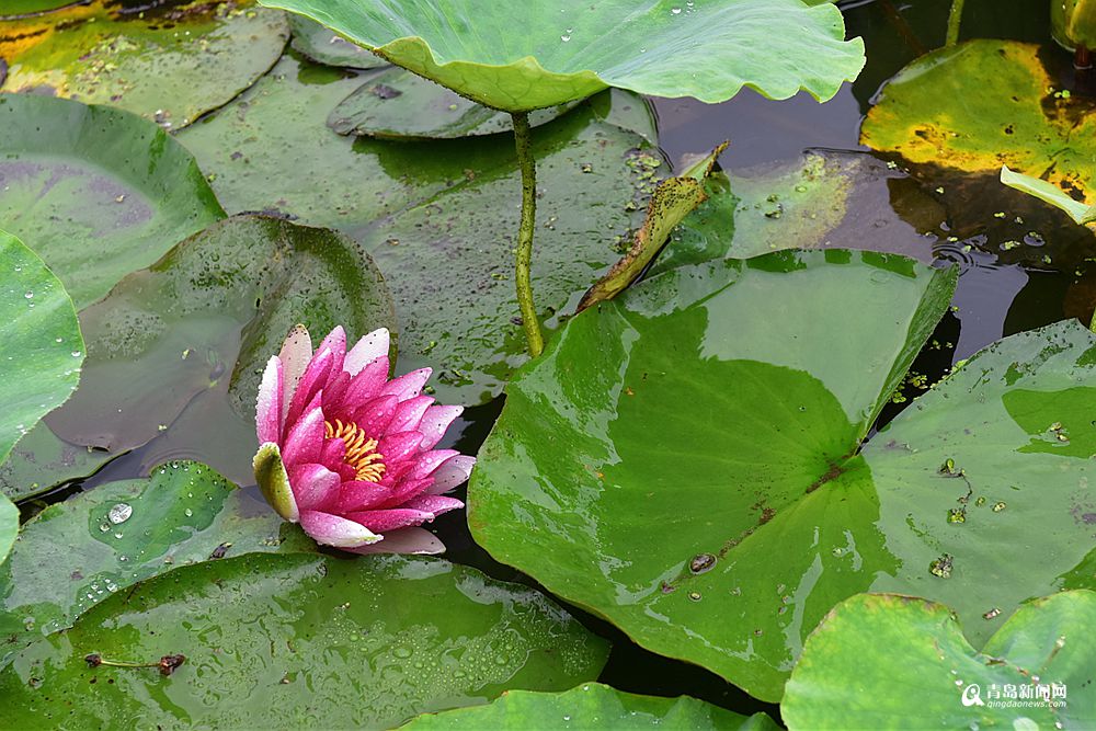 雨中青岛秒回20℃ 小西湖荷花悄悄开了