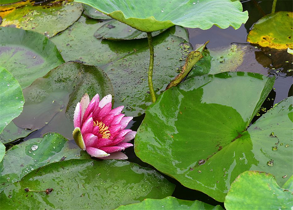 高清：雨中青岛秒回20℃ 小西湖荷花悄悄开了