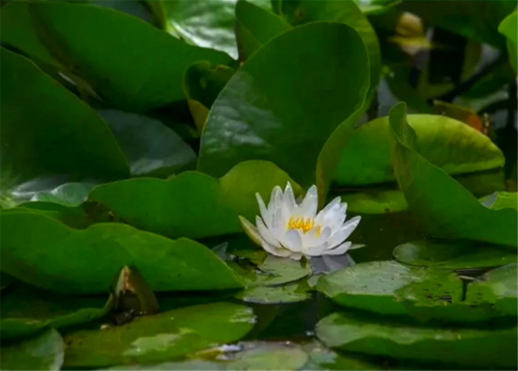 实拍夏日沧口公园 满目绿植花开正艳