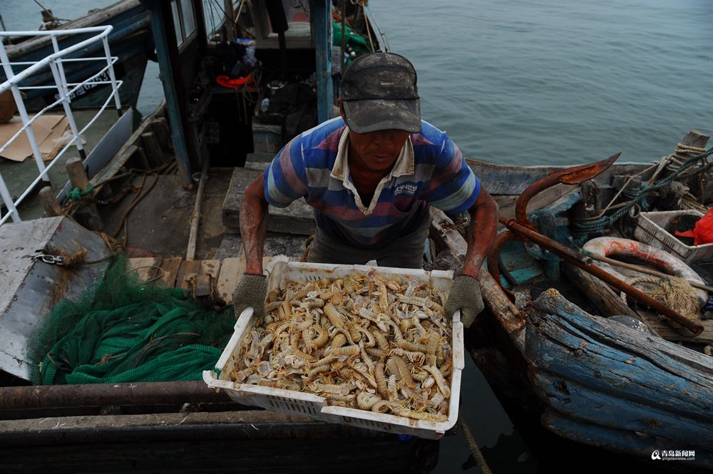 崂山仰口码头，虾虎大丰收