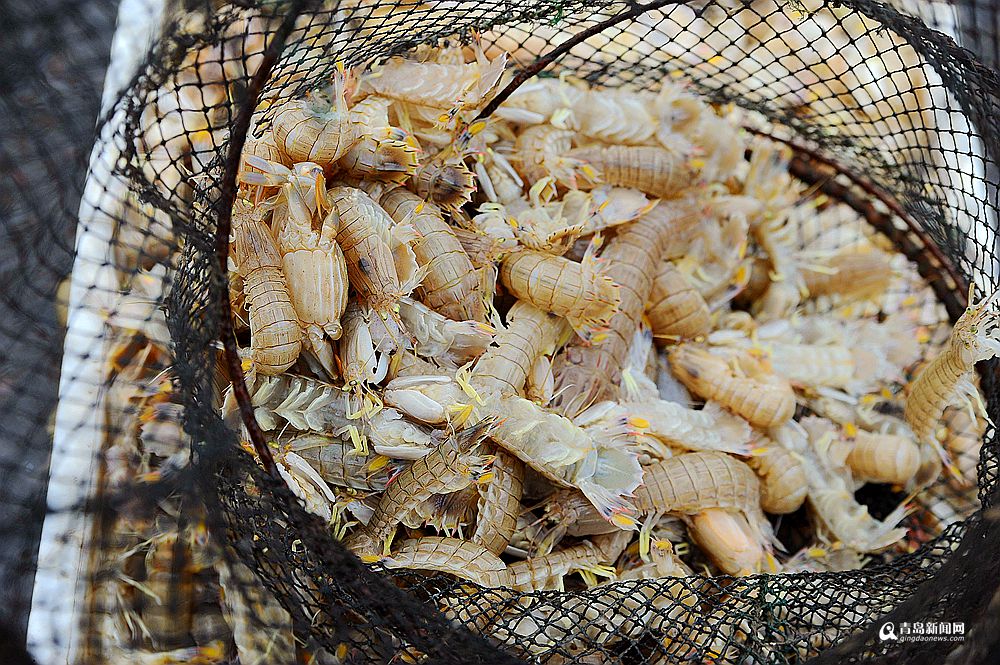 上岸价活的10块钱一斤