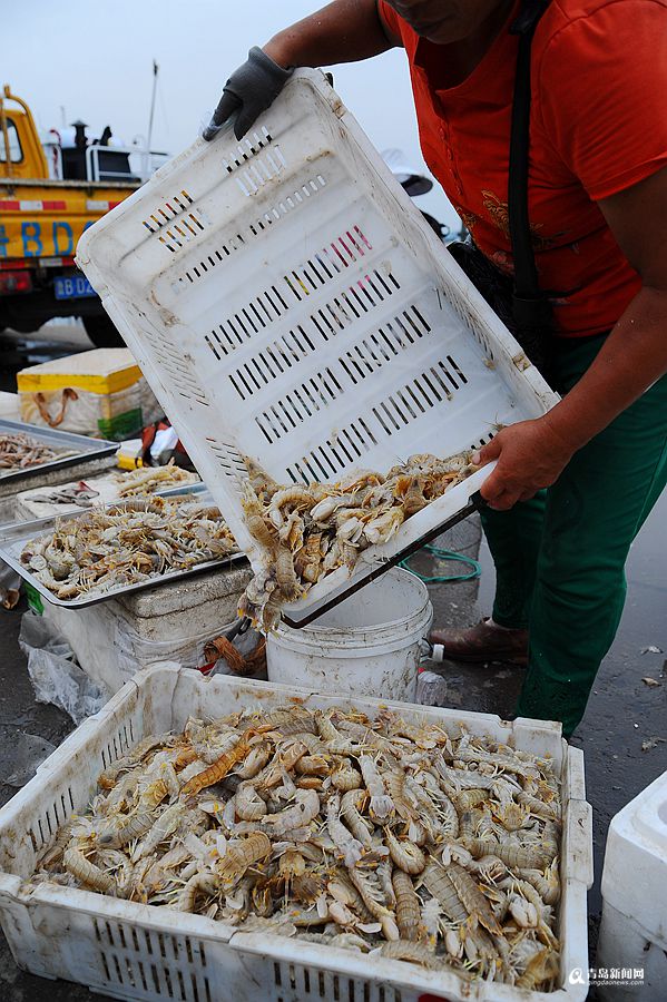 据渔民讲，死的虾虎多数是因为挤压，马上食用的话口感没问题