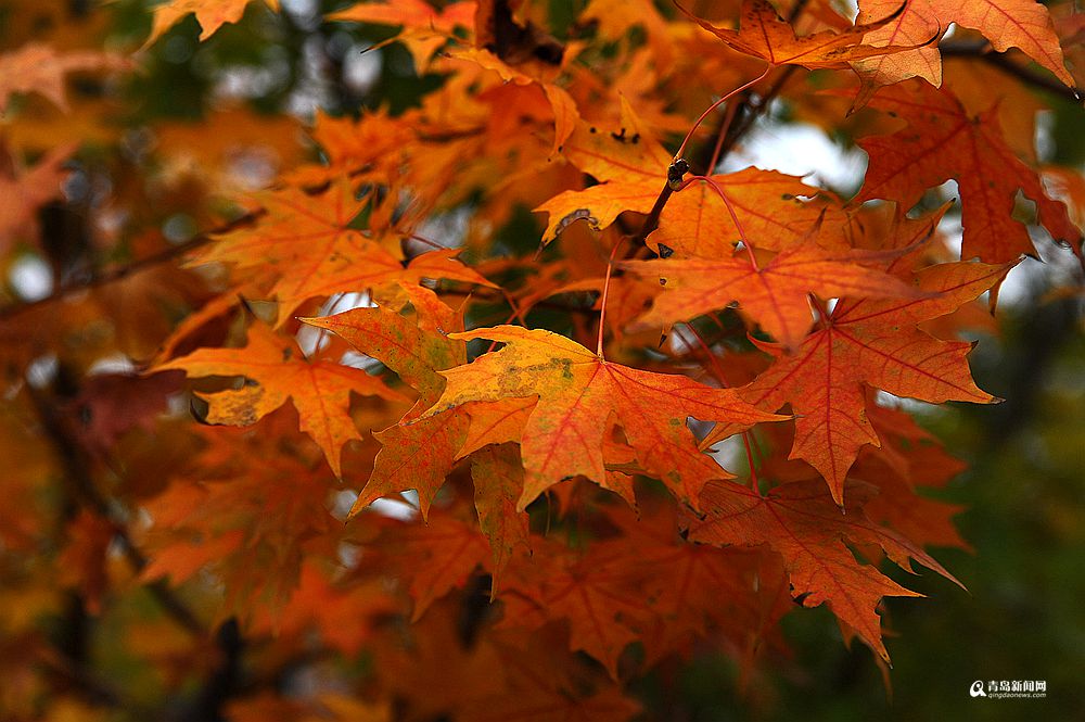 彩叶挂满枝头的日子 晒太平角深秋之美
