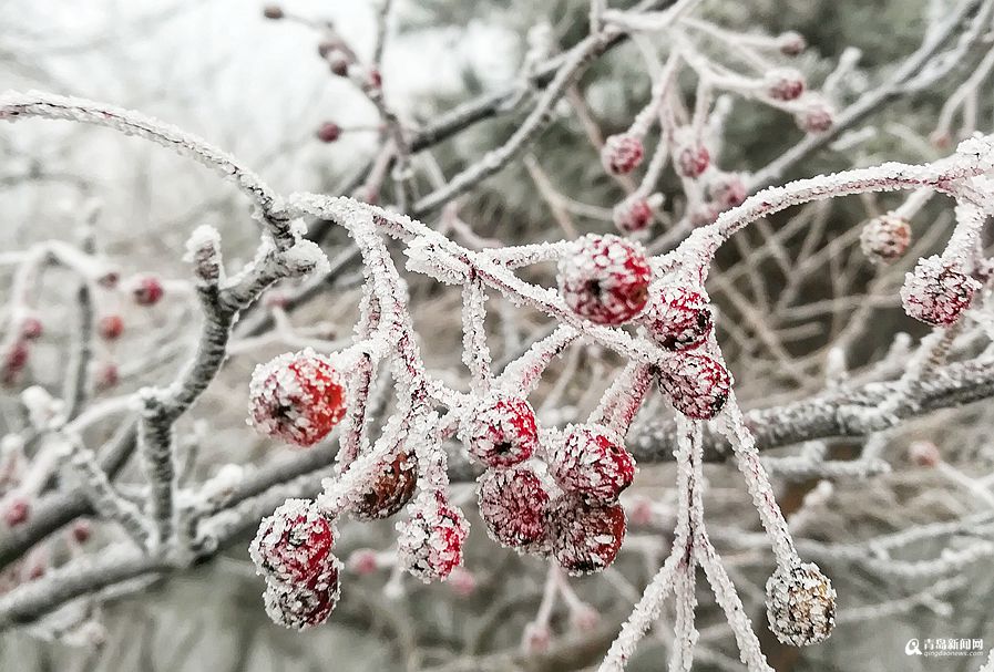 唯美雨夹雪光临崂山之巅 巨峰雾凇来了