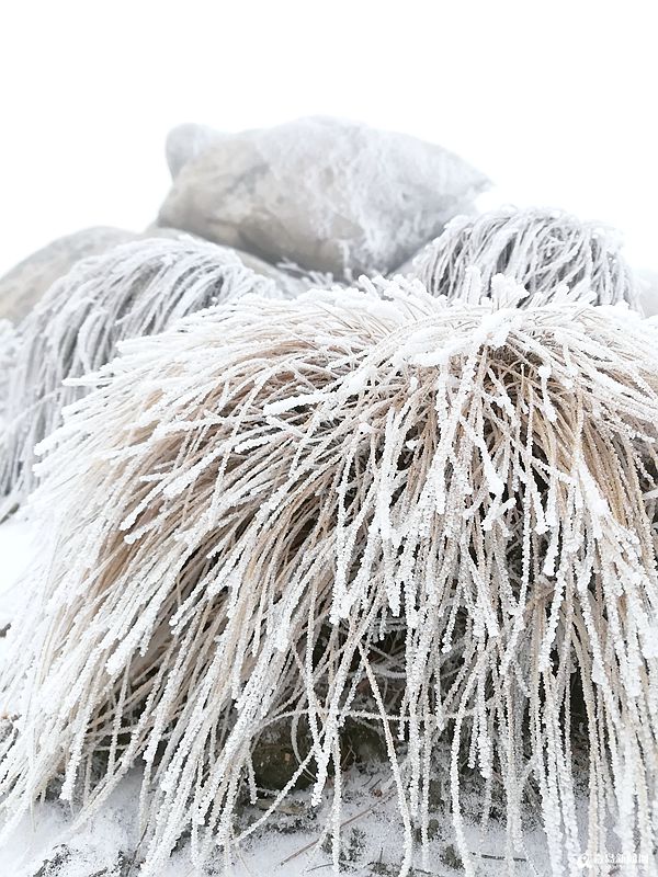 唯美雨夹雪光临崂山之巅 巨峰雾凇来了