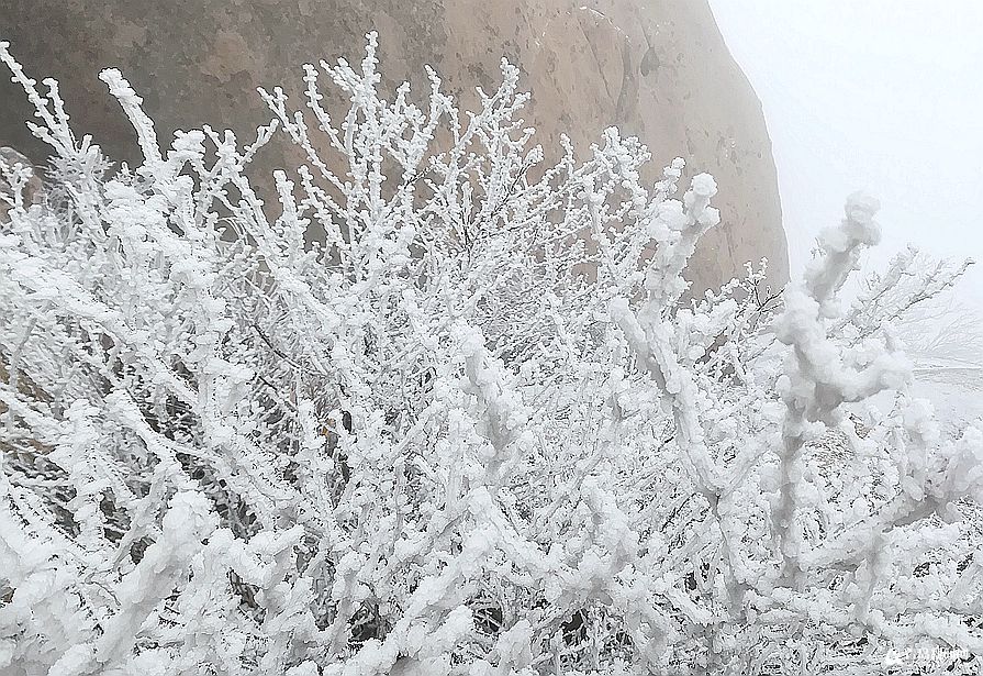 唯美雨夹雪光临崂山之巅 巨峰雾凇来了