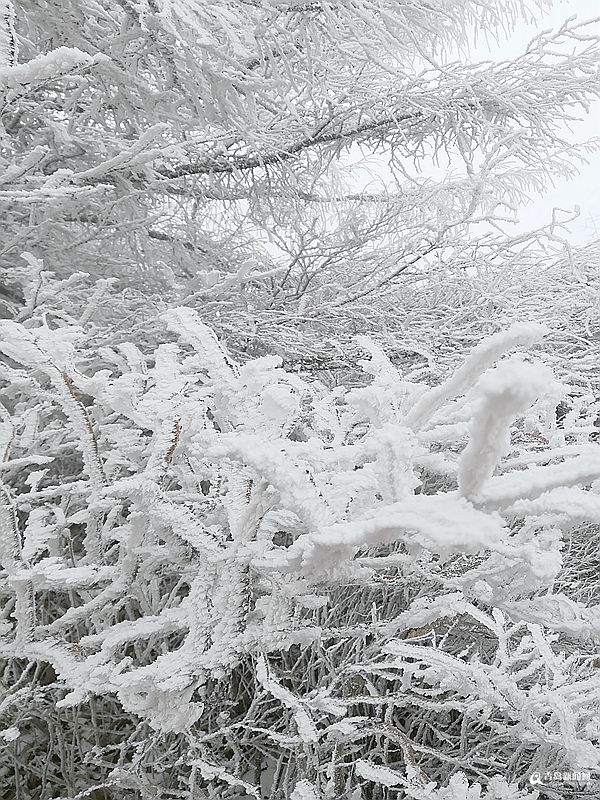 唯美雨夹雪光临崂山之巅 巨峰雾凇来了