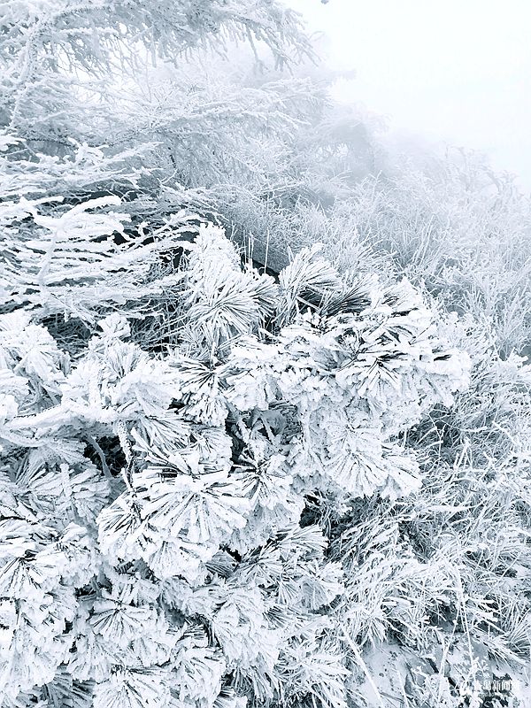 唯美雨夹雪光临崂山之巅 巨峰雾凇来了