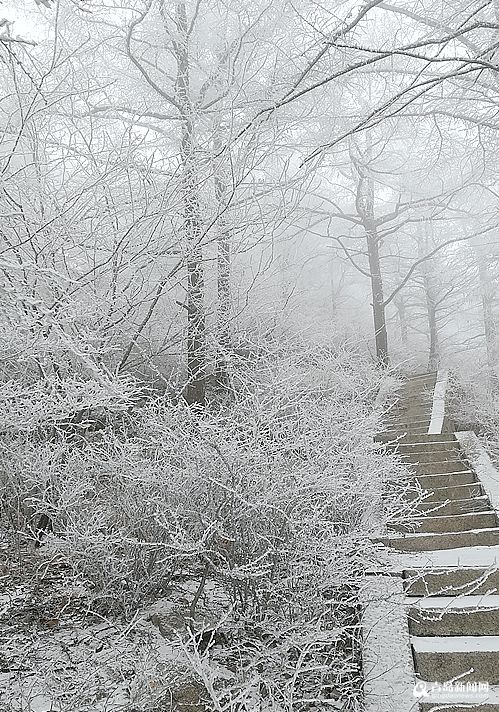 唯美雨夹雪光临崂山之巅 巨峰雾凇来了