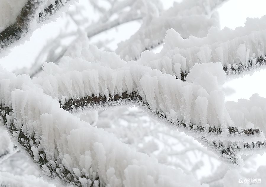 唯美雨夹雪光临崂山之巅 巨峰雾凇来了