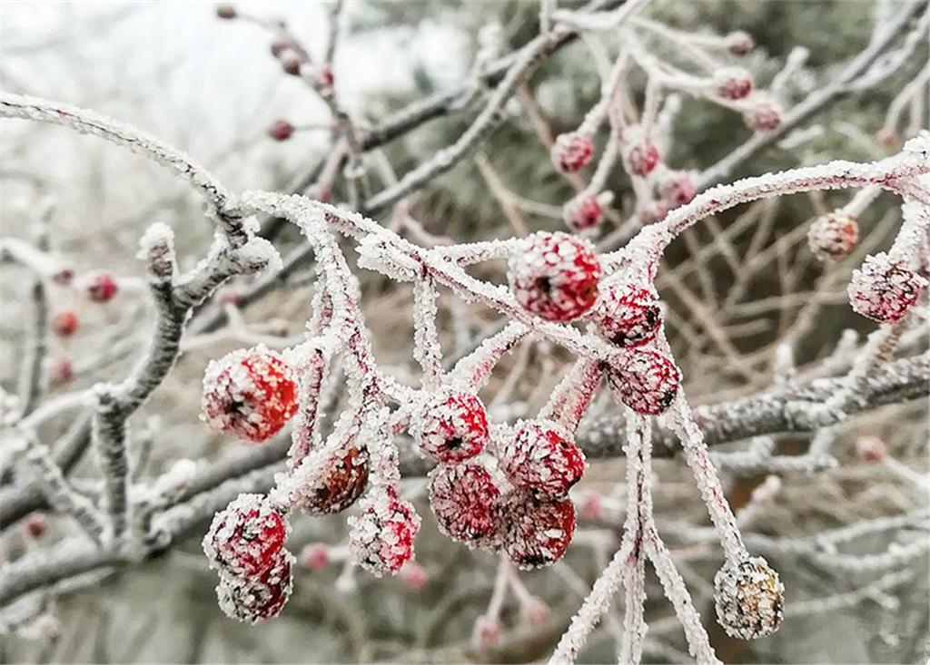 唯美雨夹雪光临崂山之巅 巨峰雾凇来了