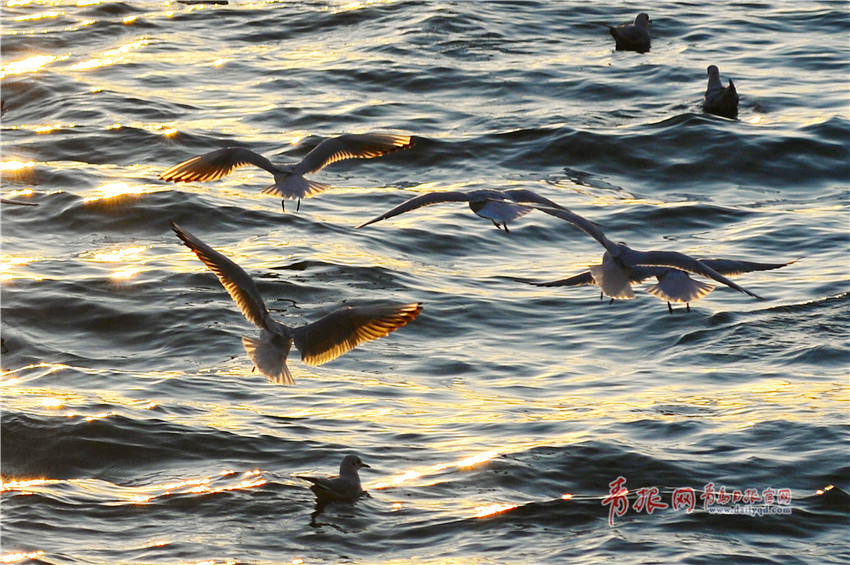 3月8日，在青岛市小港码头，夕照中的海鸥翩跹起舞。