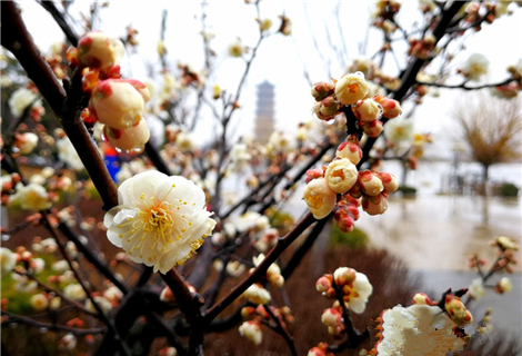 春雨霏霏生机盎然 大沽河白梅盛放红梅含苞(组图)