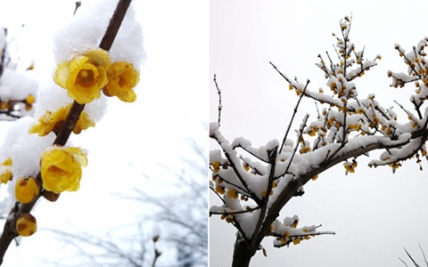 实拍青岛雪后美景 青松苍劲腊梅正好