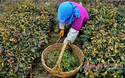 春耕季节 青岛田间地头一派繁忙景象